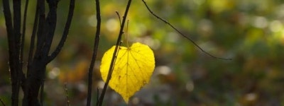 How much does a Lasting Power of Attorney cost?