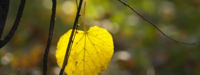 Enduring Power of Attorney or Lasting Power of Attorney?